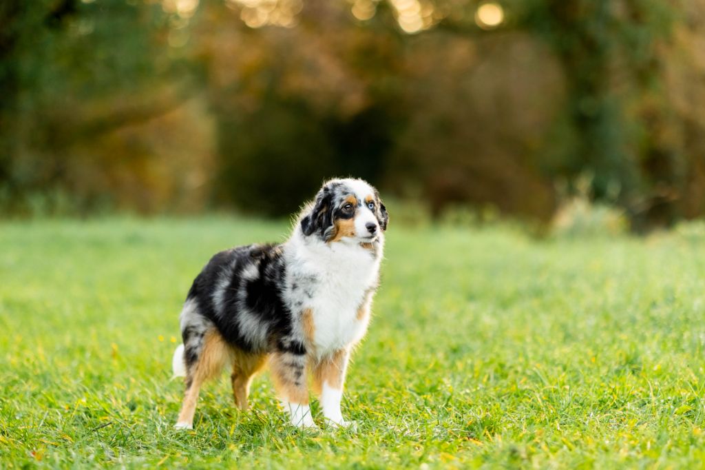 Sparklins skoll bleuenn Du clos des duchesses