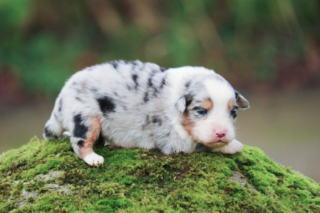 chiot Berger Australien Bel'houria