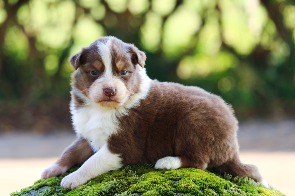 chiot Berger Australien Bel'houria