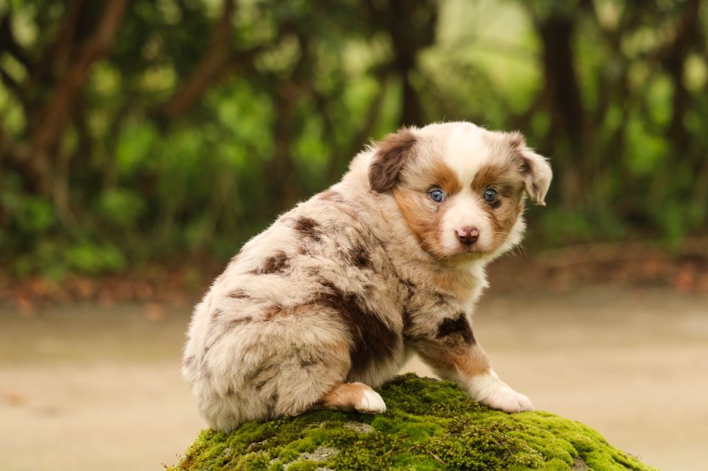 chiot Berger Américain Miniature  Bel'houria