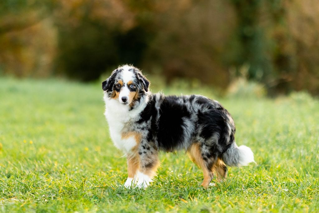 Sparklins skoll bleuenn Du clos des duchesses