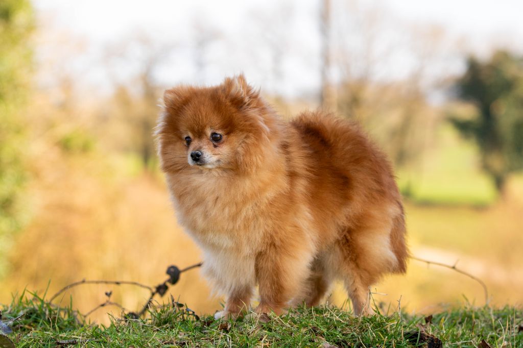 Reglisse dite ravie du val de durdent