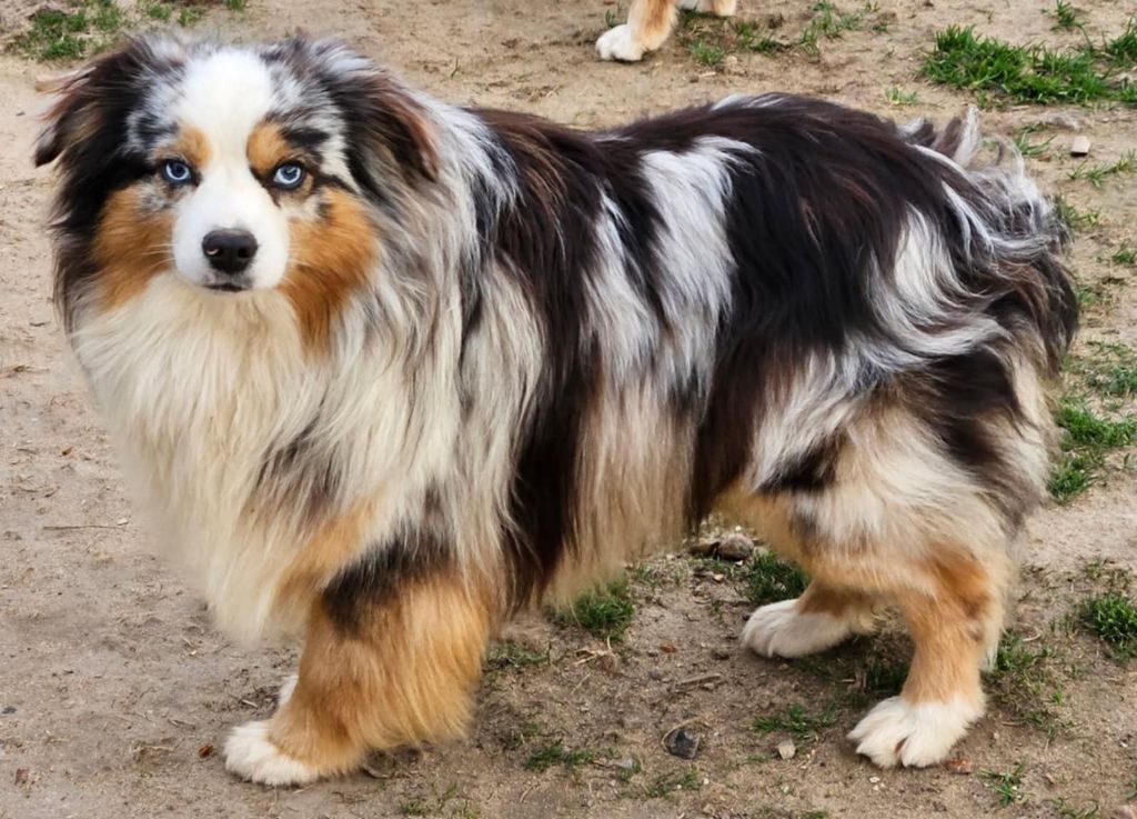 Unigaro de l'Angelarde