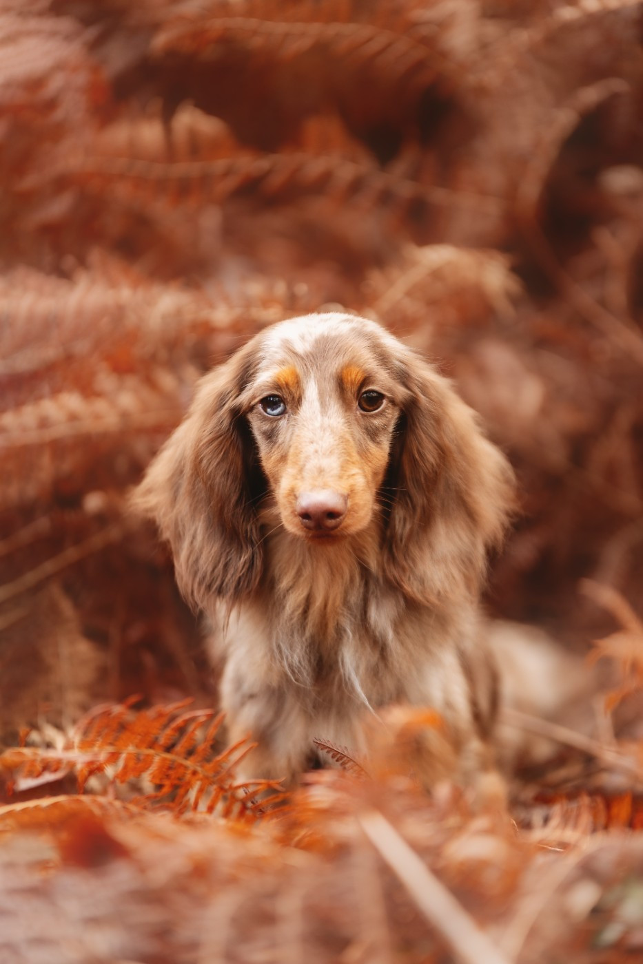 Littl Fut EDITION DE LUX DIT SCOTT