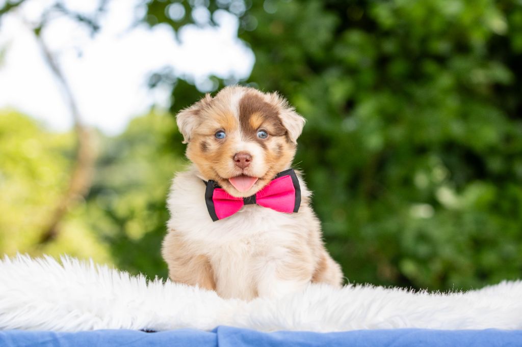 Bel'houria - Chiots disponibles - Berger Australien