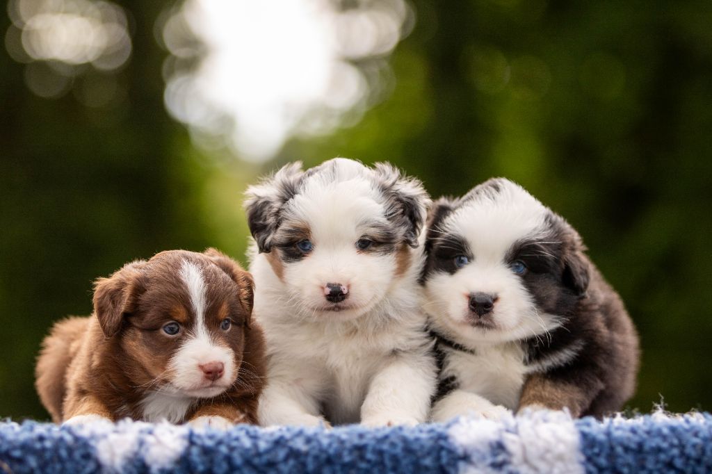 Chiot Berger Américain Miniature  Bel'houria