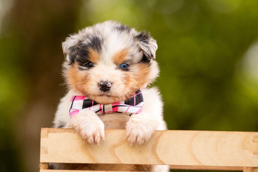 Bel'houria - Chiots disponibles - Berger Australien