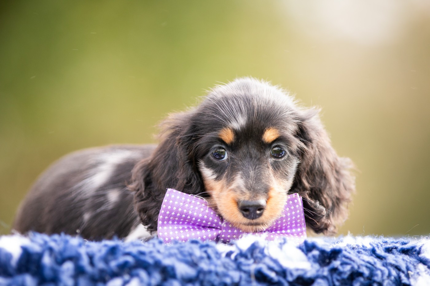 Bel'houria - Chiots disponibles - Teckel poil long