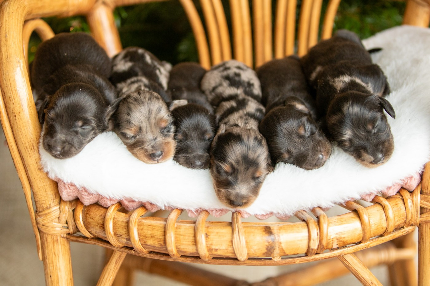 Bel'houria - Teckel poil long - Portée née le 06/12/2025