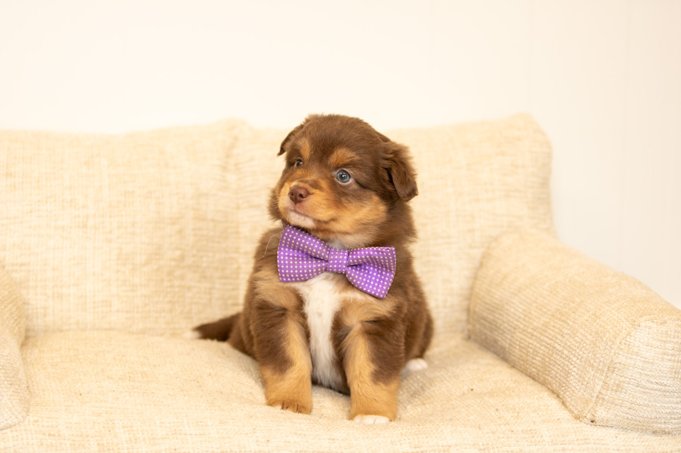 Chiot Berger Américain Miniature  Bel'houria