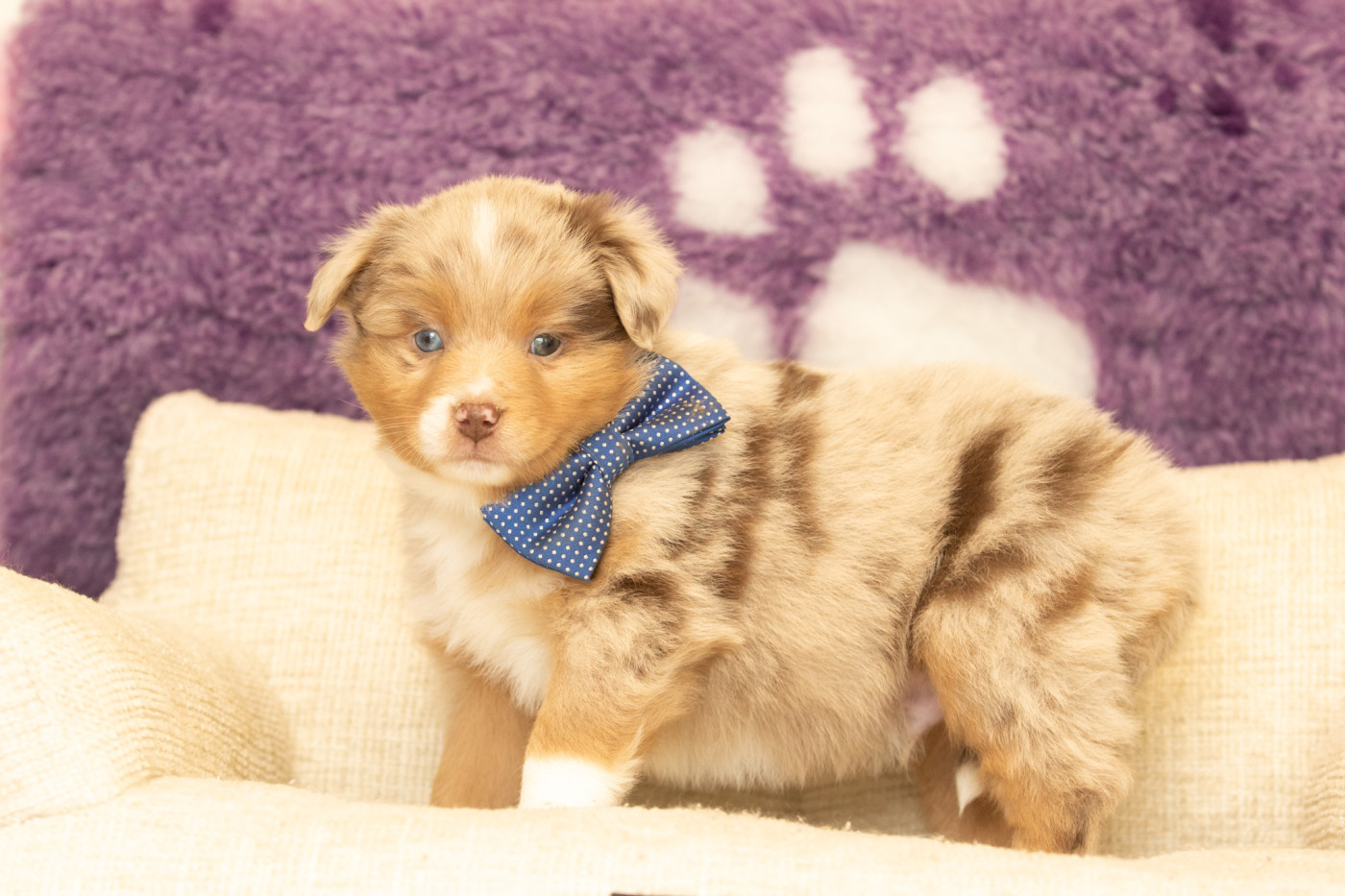 Bel'houria - Chiots disponibles - Berger Américain Miniature 