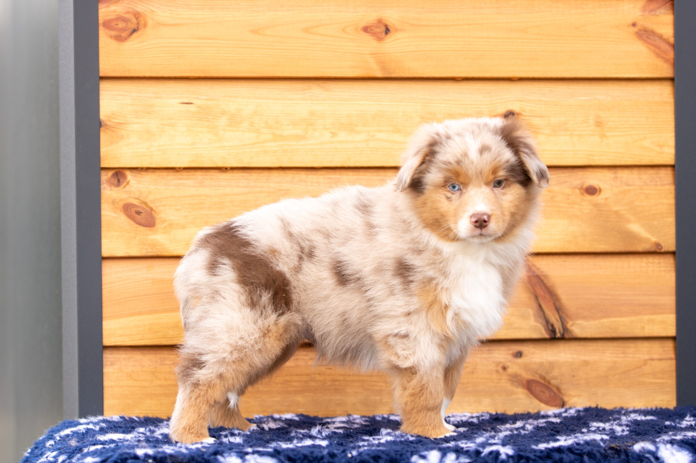 Bel'houria - Berger Américain Miniature  - Portée née le 10/01/2026