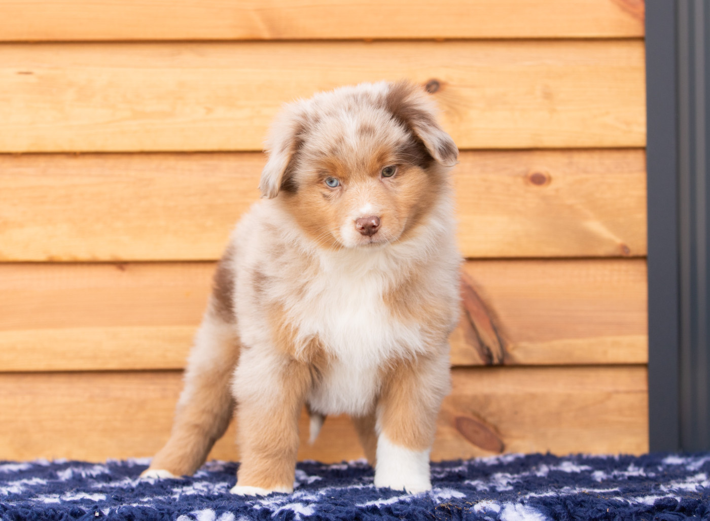 Bel'houria - Chiots disponibles - Berger Américain Miniature 