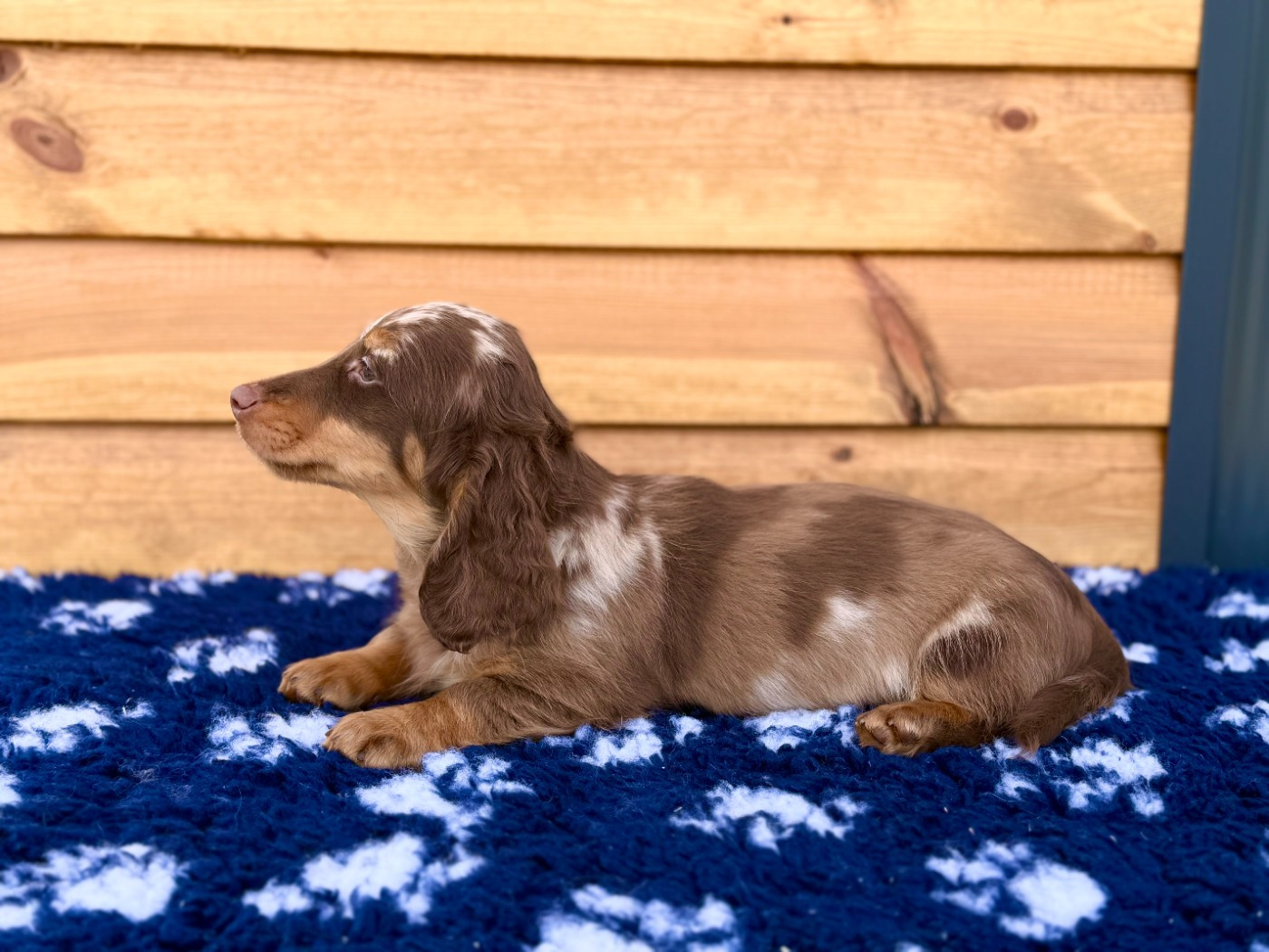 Bel'houria - Chiots disponibles - Teckel poil long