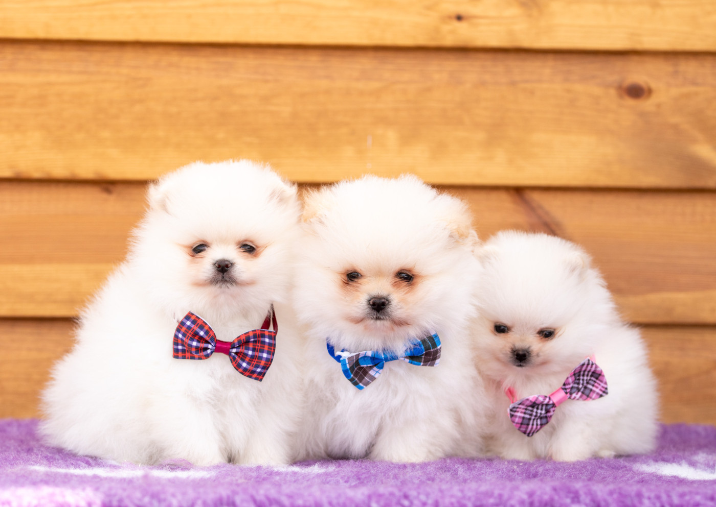 Chiot Spitz allemand Bel'houria