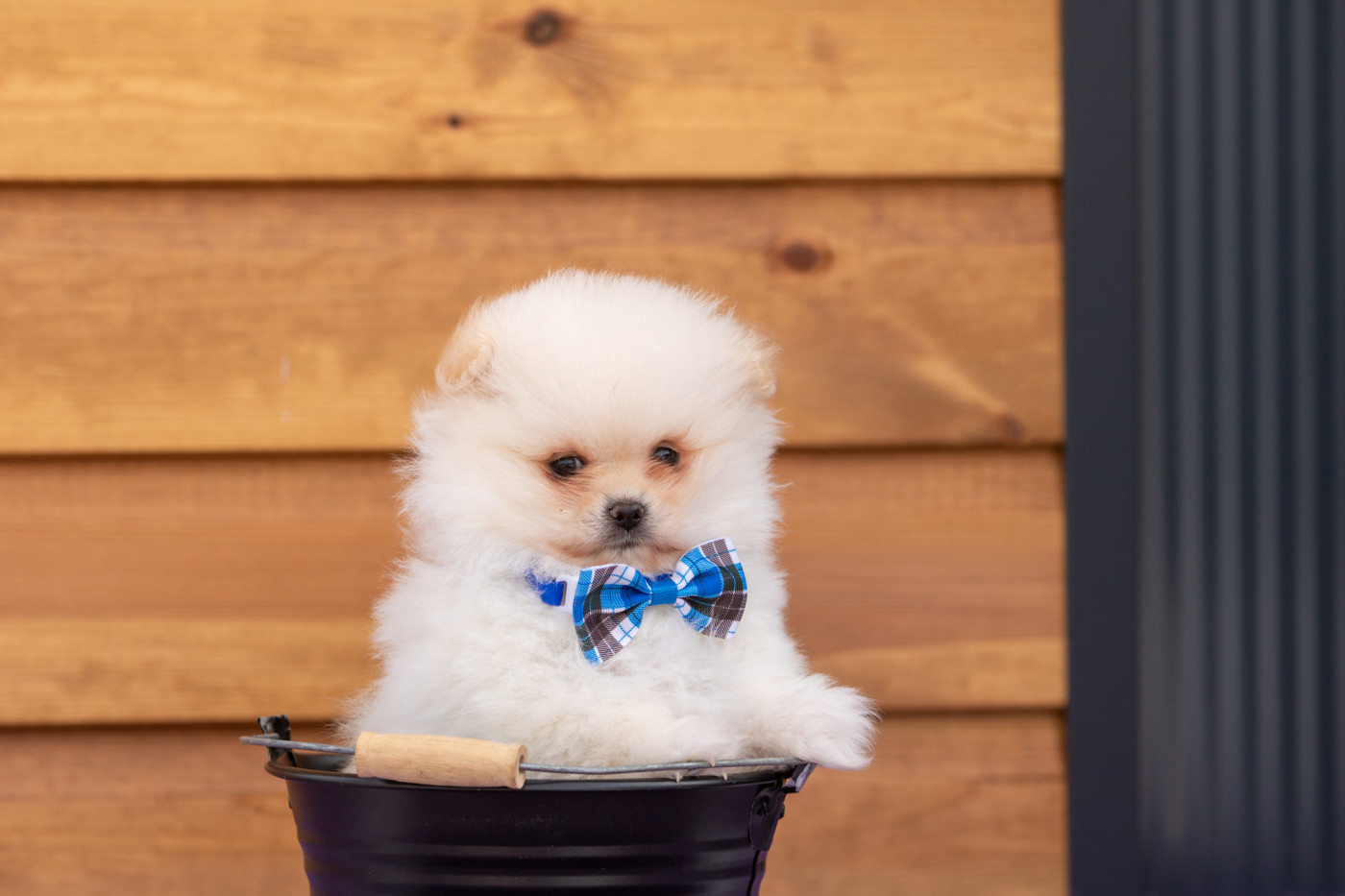 Bel'houria - Chiots disponibles - Spitz allemand