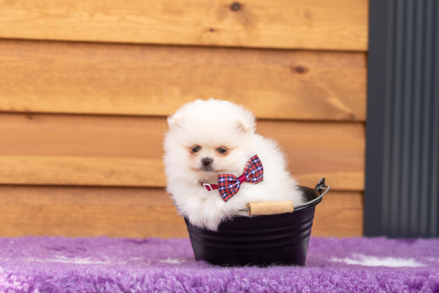 Bel'houria - Chiots disponibles - Spitz allemand