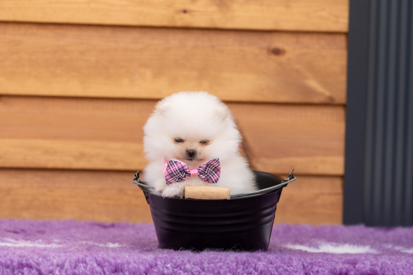 Bel'houria - Chiots disponibles - Spitz allemand