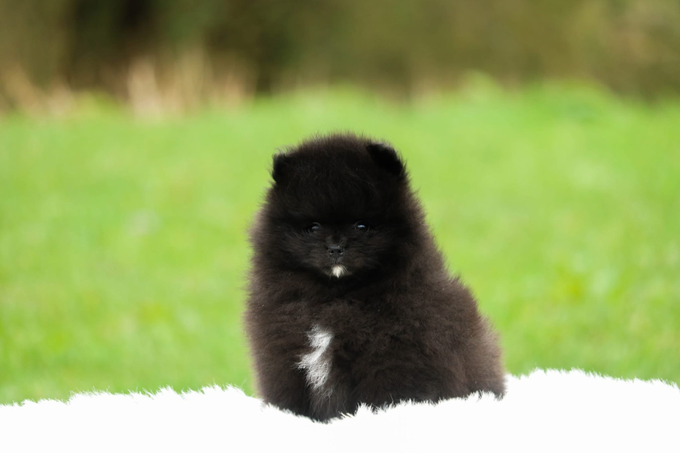 Bel'houria - Chiots disponibles - Spitz allemand