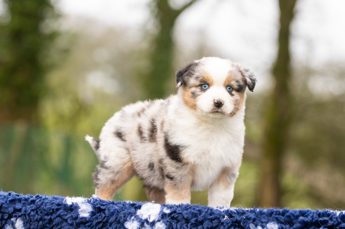 Chiot Berger Américain Miniature  Bel'houria