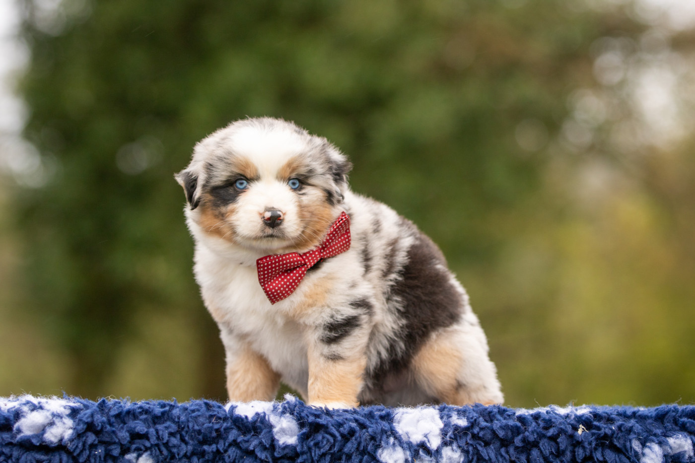 Bel'houria - Chiots disponibles - Berger Américain Miniature 