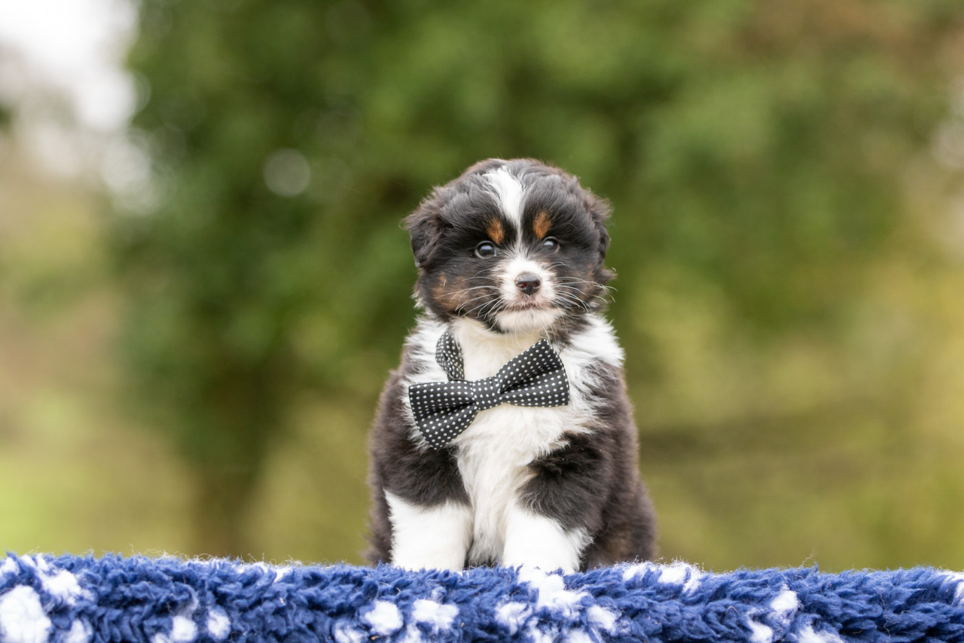 Bel'houria - Chiots disponibles - Berger Américain Miniature 