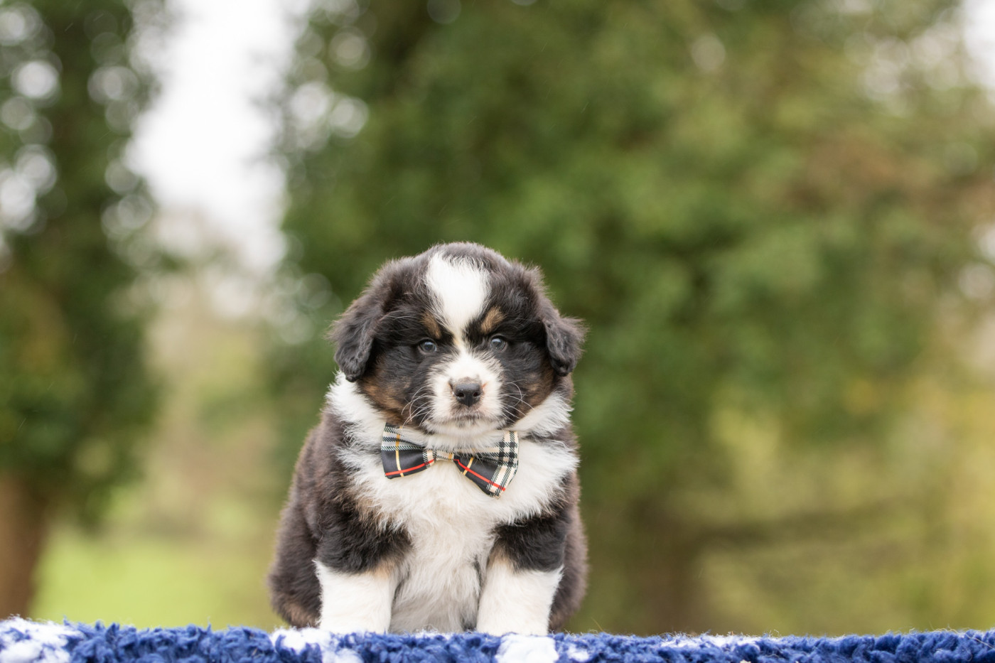 Bel'houria - Chiots disponibles - Berger Américain Miniature 