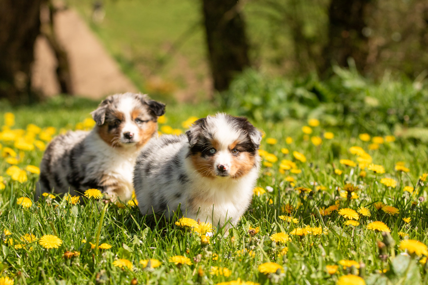 Chiot Berger Américain Miniature  Bel'houria