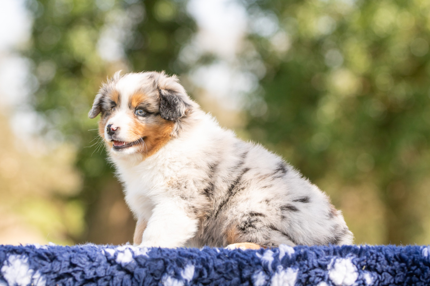 Bel'houria - Chiots disponibles - Berger Américain Miniature 