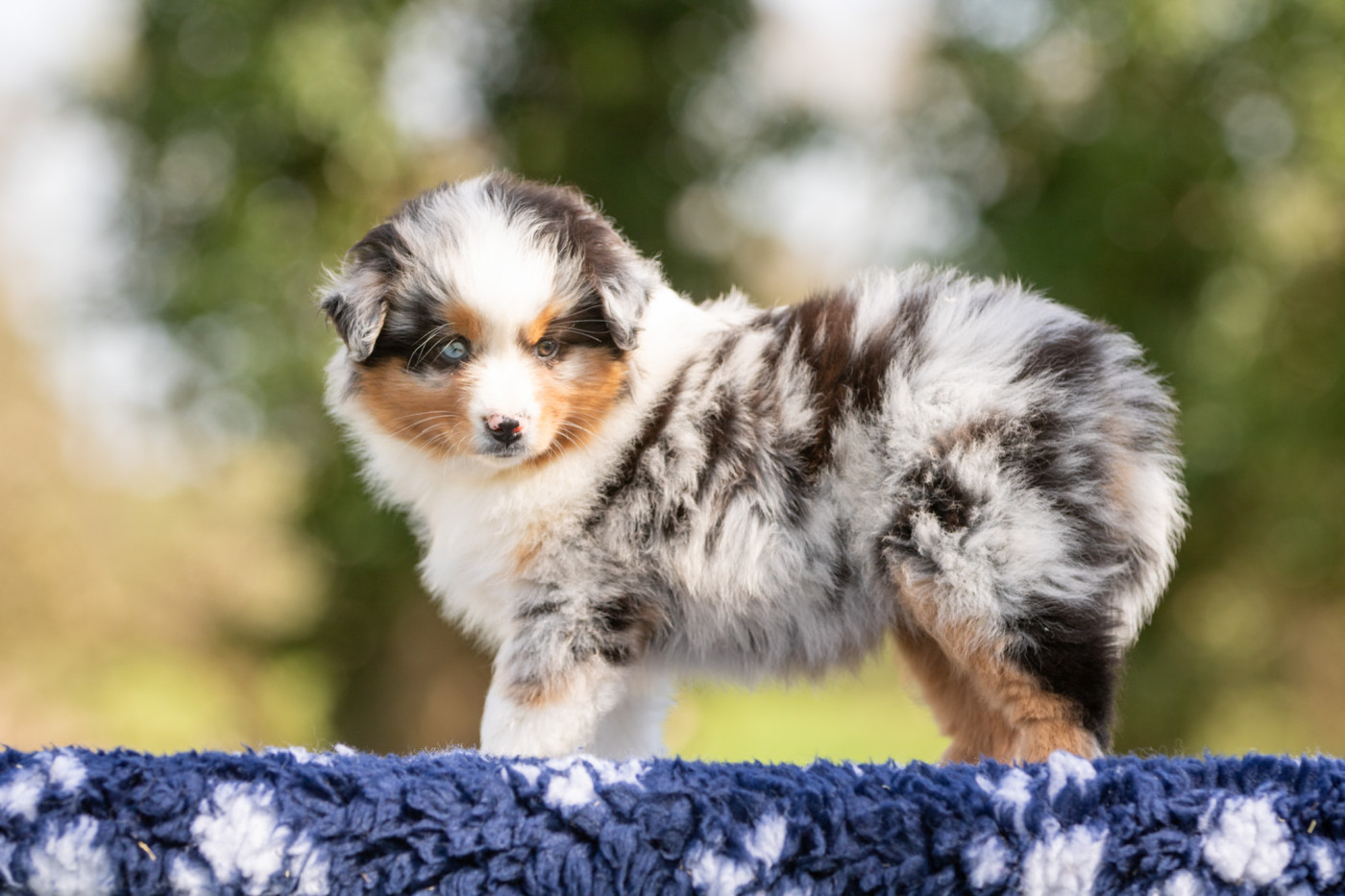 Bel'houria - Chiots disponibles - Berger Américain Miniature 