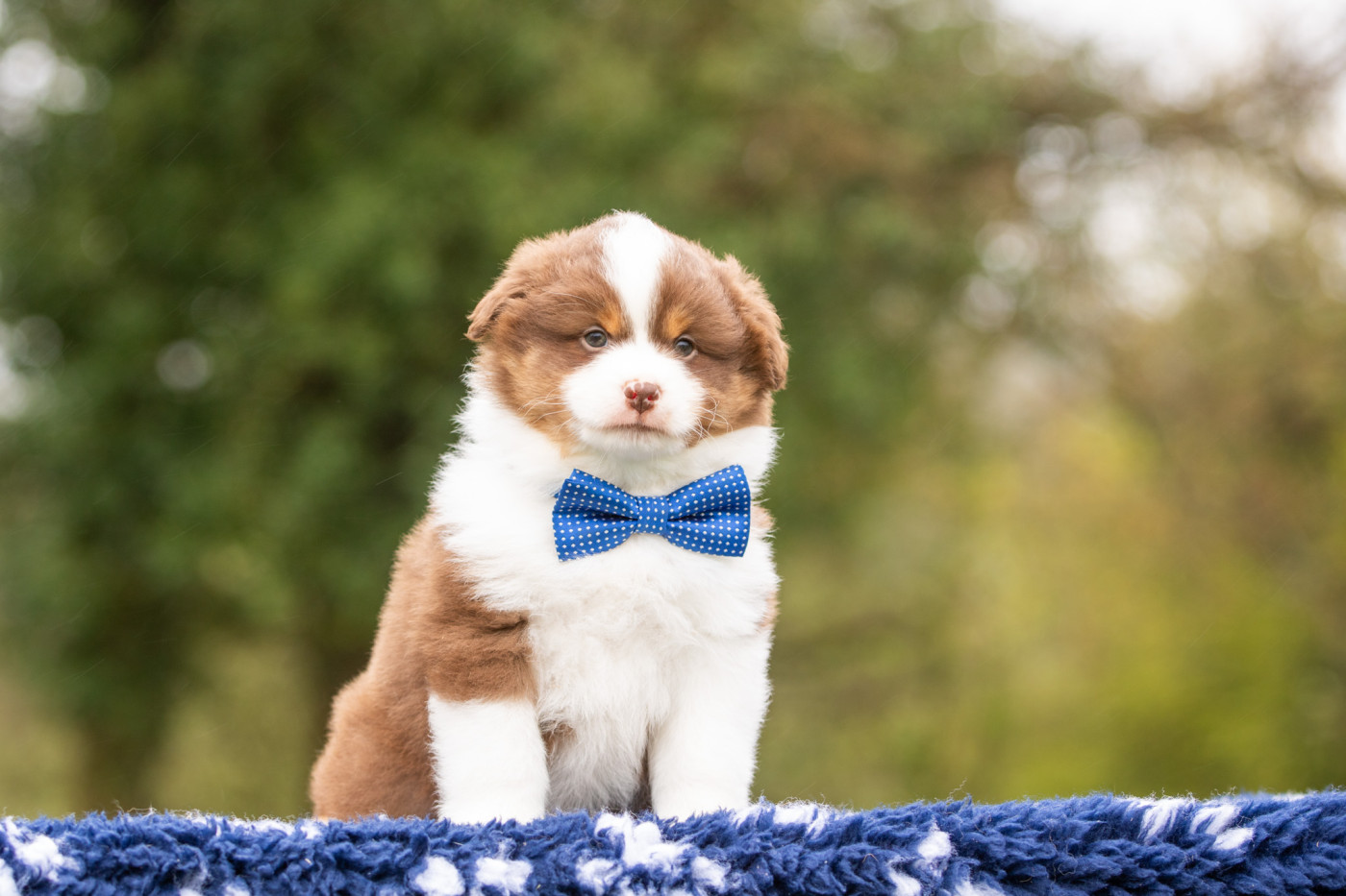 Chiot Berger Américain Miniature  Bel'houria