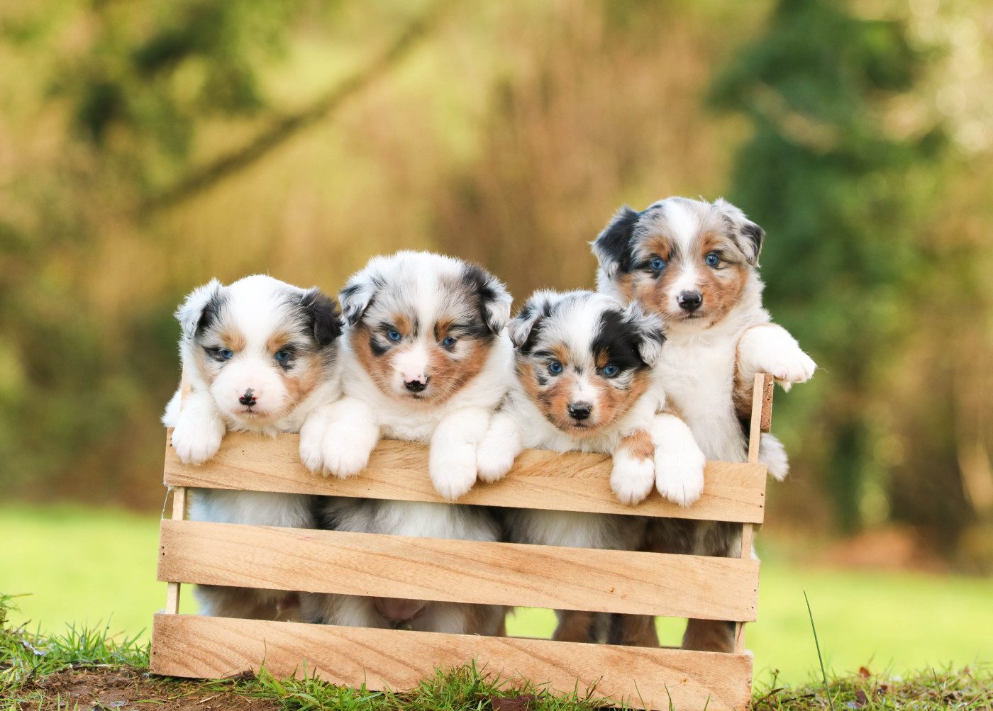 Chiot Berger Américain Miniature  Bel'houria