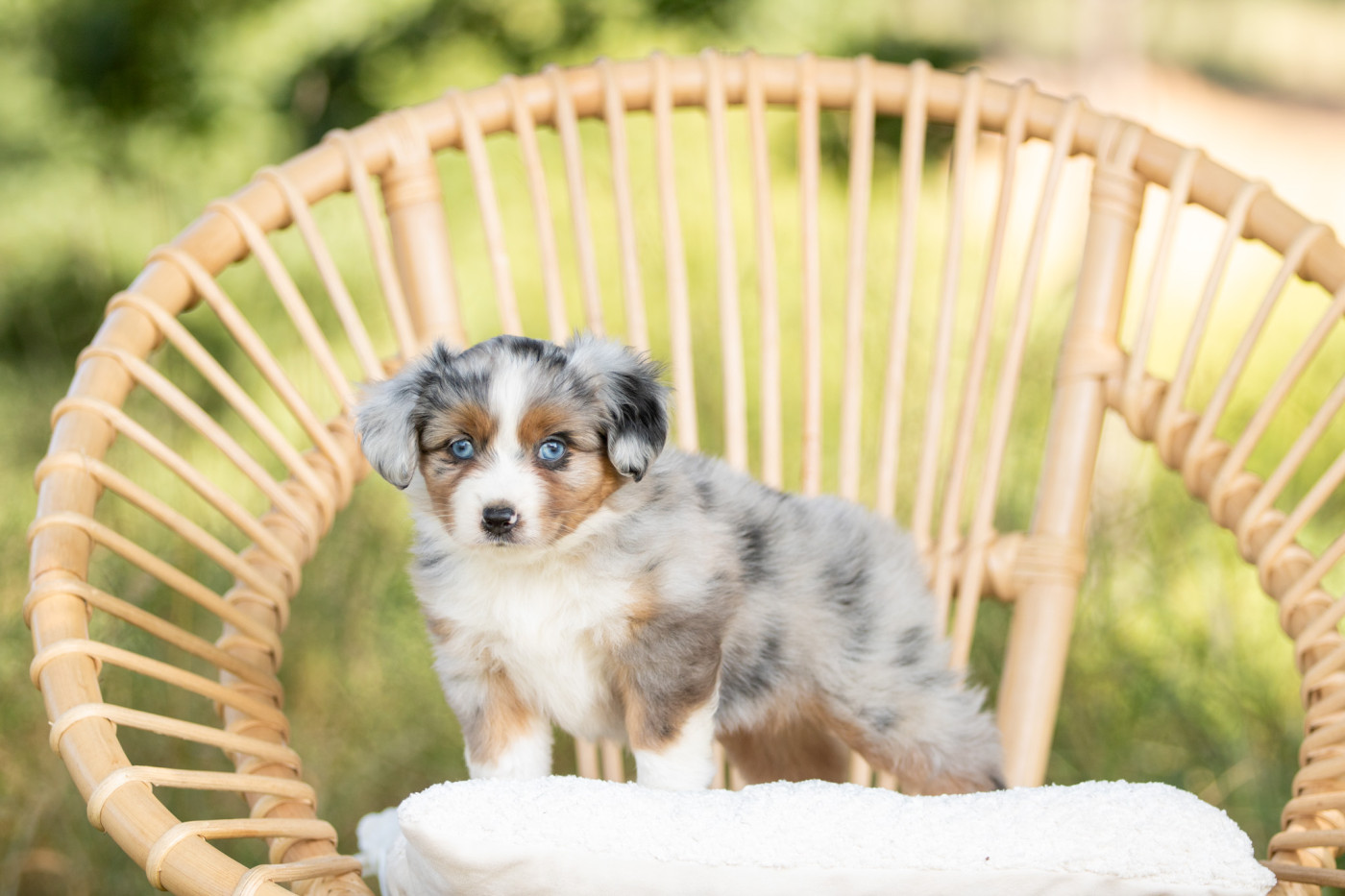 Chiot Berger Américain Miniature  Bel'houria