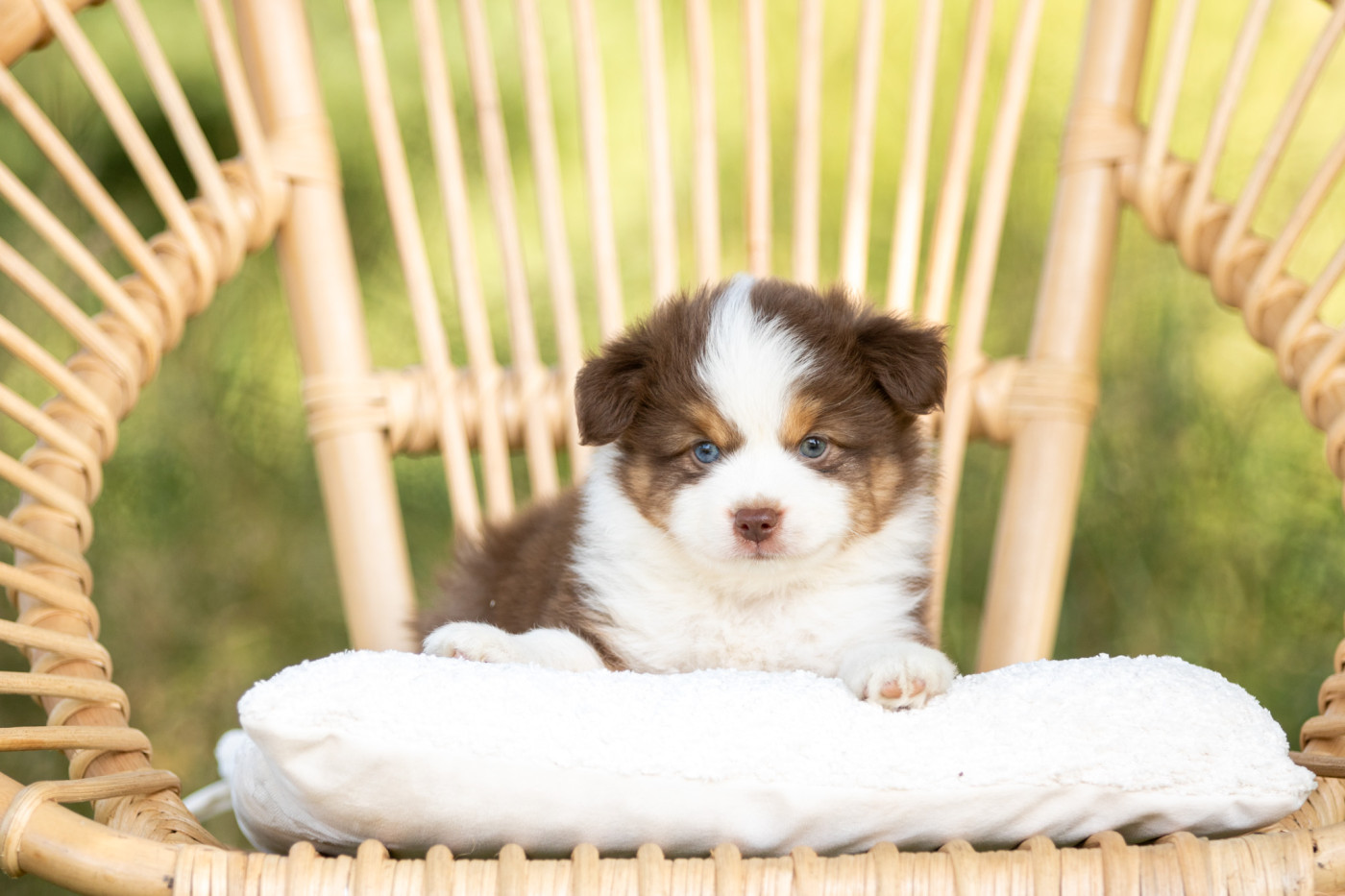 Bel'houria - Chiots disponibles - Berger Américain Miniature 