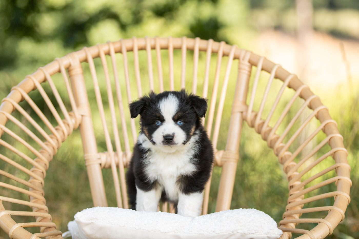 Bel'houria - Chiots disponibles - Berger Américain Miniature 