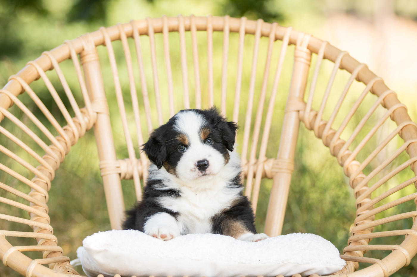 Bel'houria - Chiots disponibles - Berger Américain Miniature 
