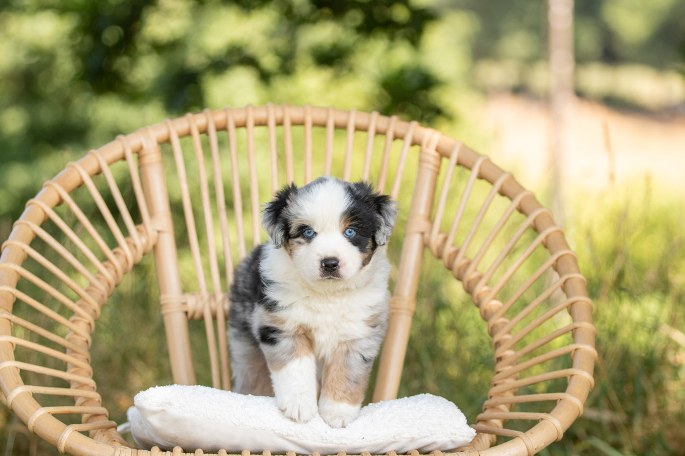 Bel'houria - Chiots disponibles - Berger Américain Miniature 