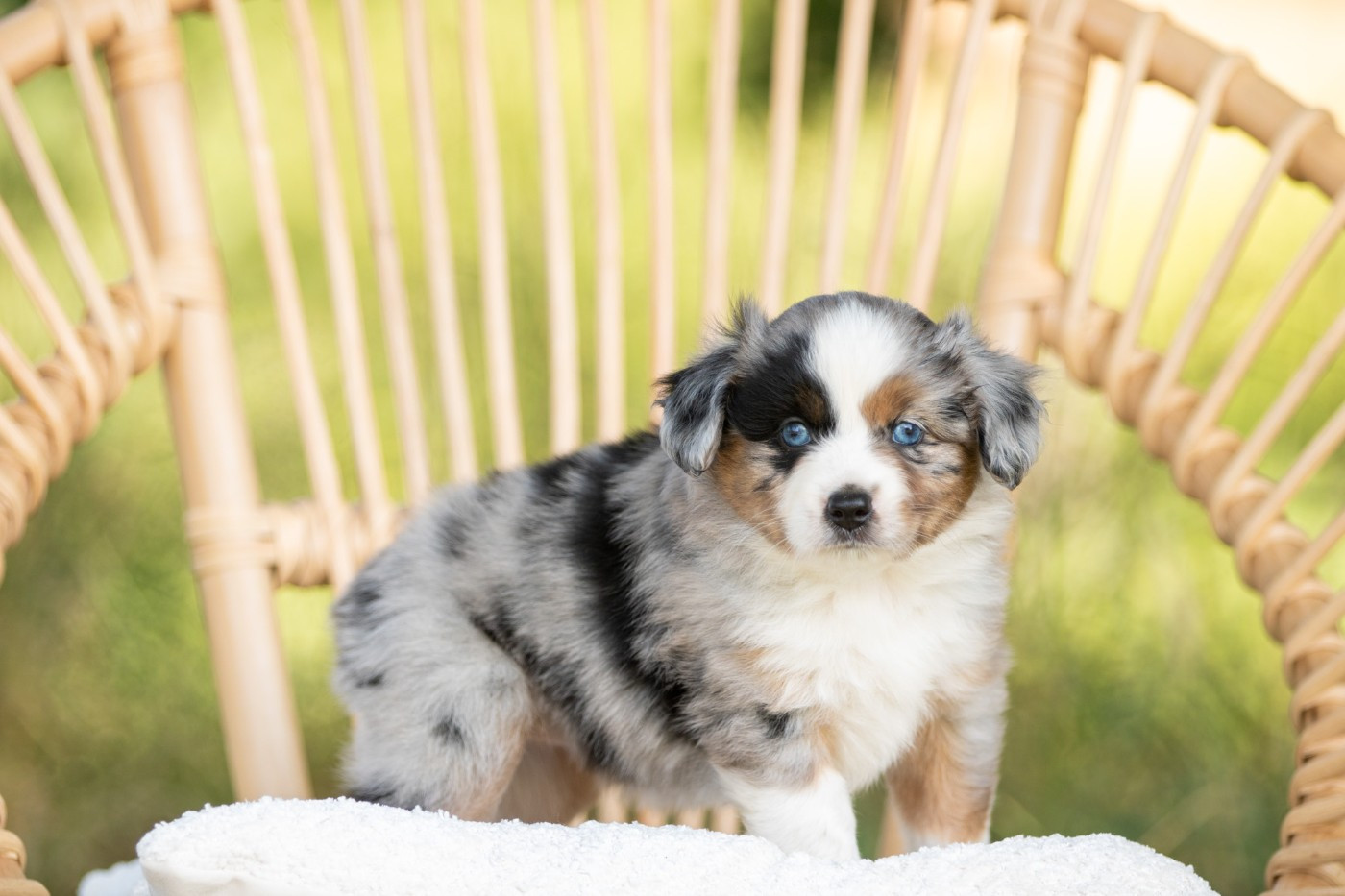 Bel'houria - Chiots disponibles - Berger Américain Miniature 