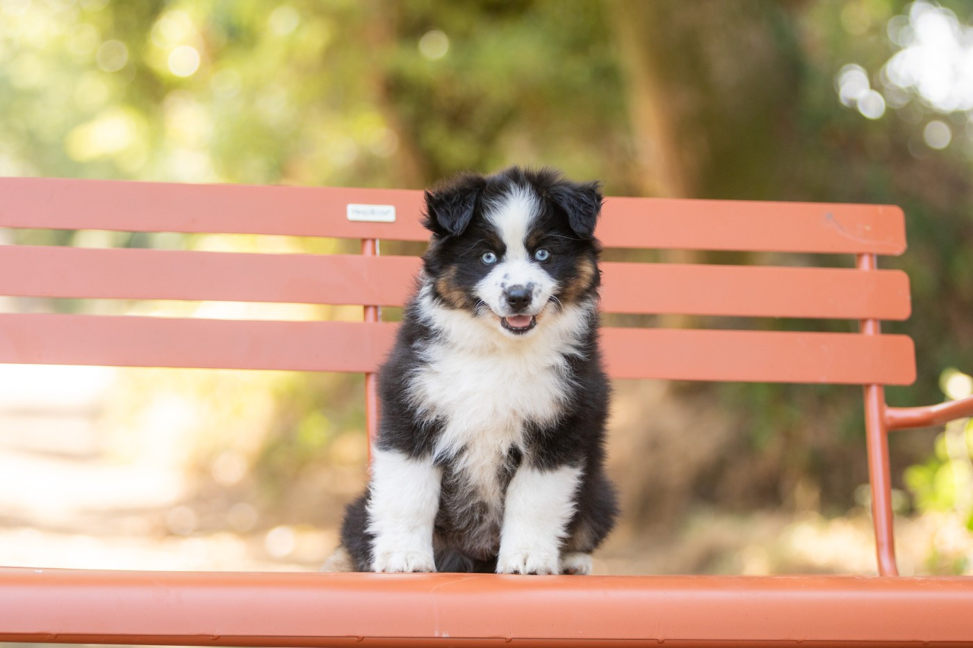 Bel'houria - Chiots disponibles - Berger Américain Miniature 