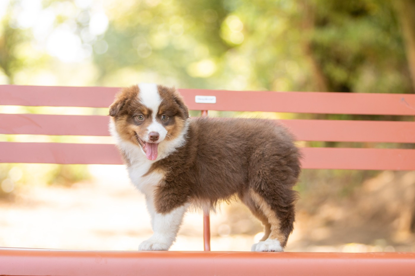 Bel'houria - Chiots disponibles - Berger Américain Miniature 