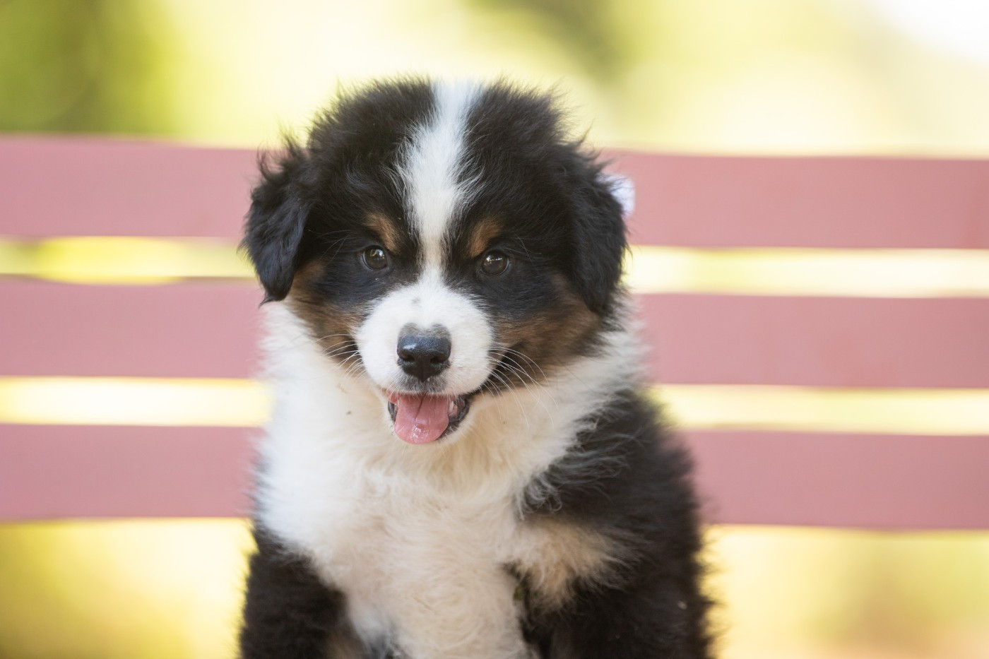 Bel'houria - Chiots disponibles - Berger Américain Miniature 