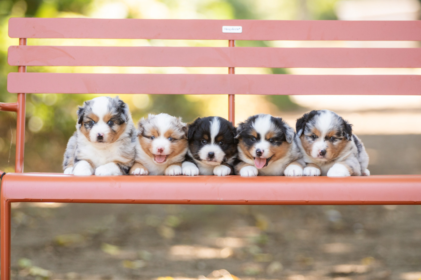 Chiot Berger Américain Miniature  Bel'houria
