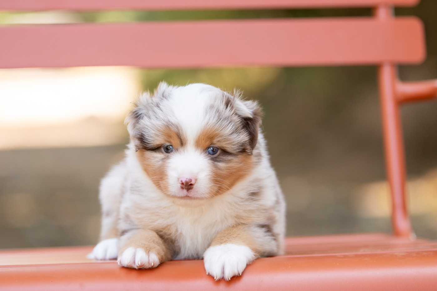 Bel'houria - Chiots disponibles - Berger Américain Miniature 