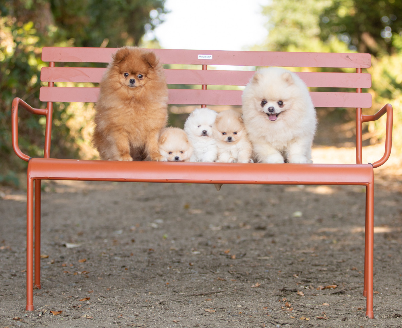 Chiot Spitz allemand Bel'houria