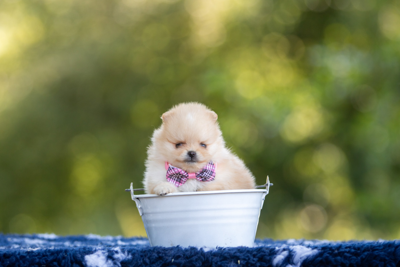 Bel'houria - Chiots disponibles - Spitz allemand