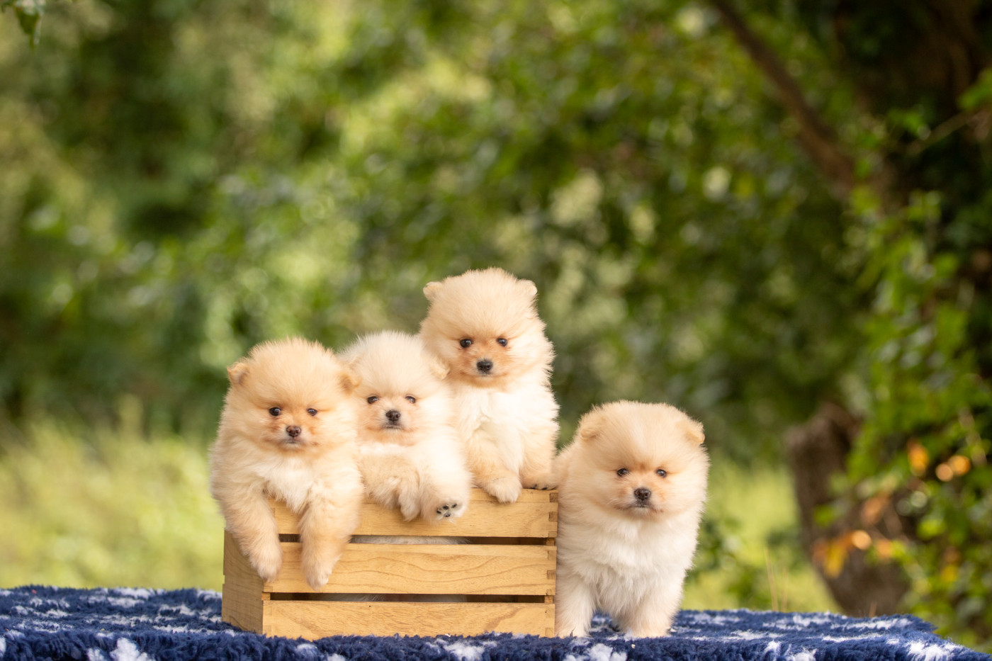Chiot Spitz allemand Bel'houria