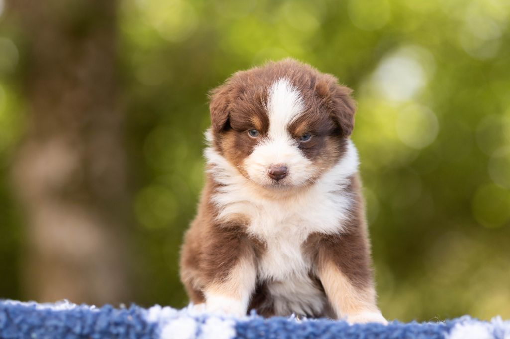 Bel'houria - Chiots disponibles - Berger Australien