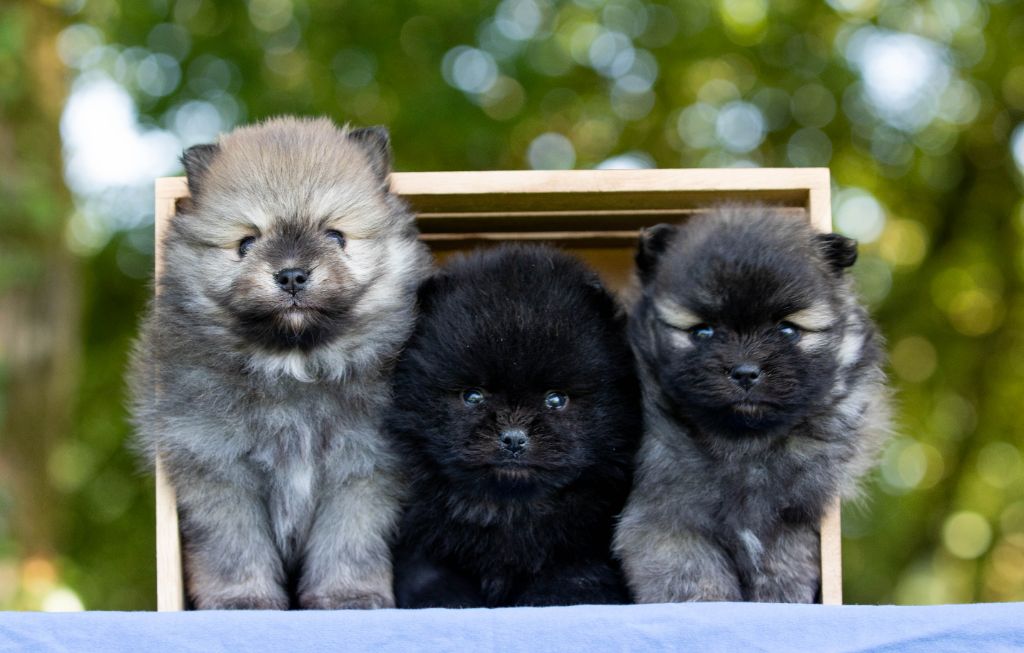 Chiot Spitz allemand Bel'houria