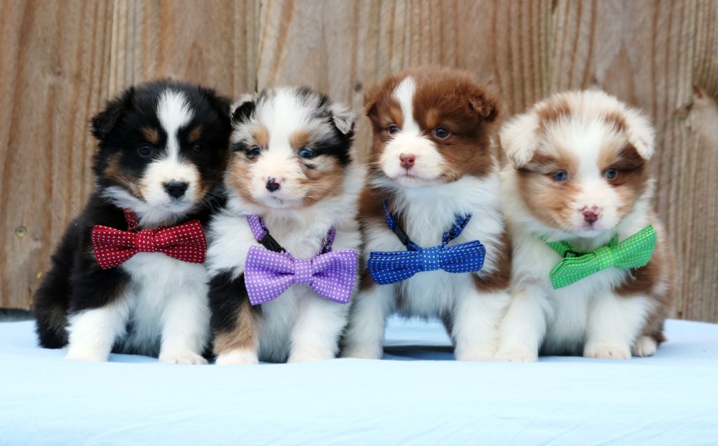 Chiot Berger Australien Bel'houria