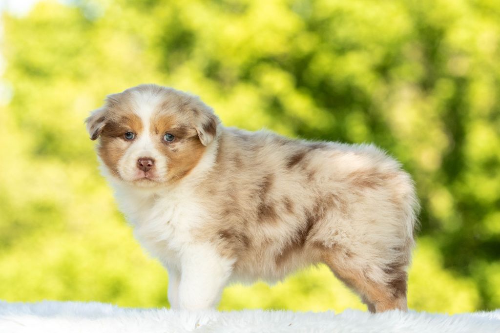 Chiot Berger Australien Bel'houria
